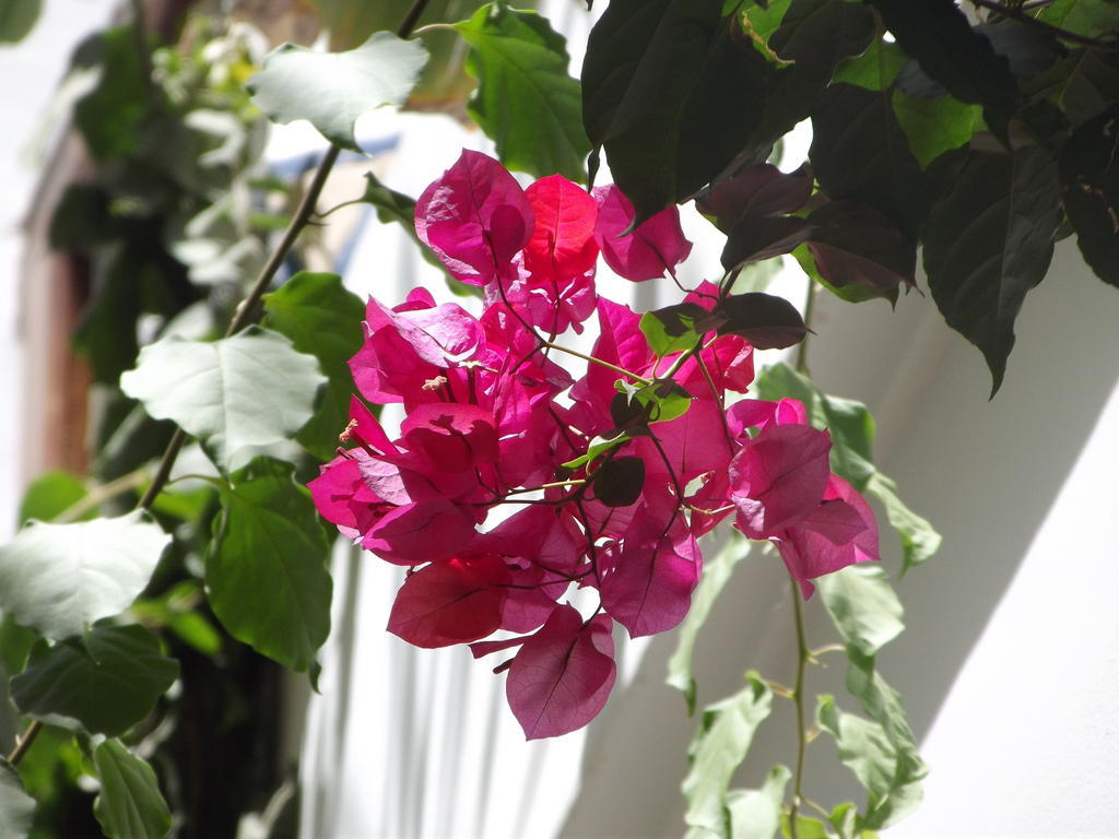 Riad Les Bougainvilliers Marakéš Exteriér fotografie