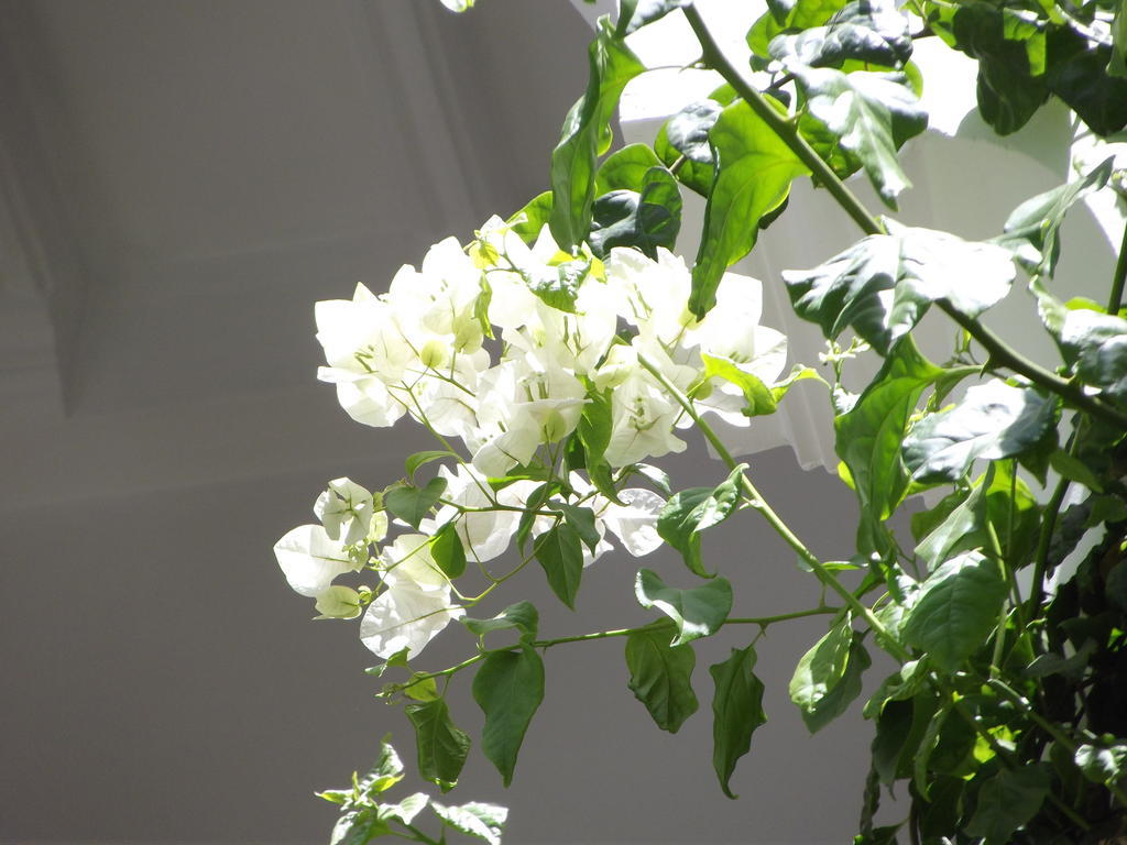 Riad Les Bougainvilliers Marakéš Exteriér fotografie